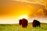 Bison at sunset