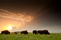 Bison at sunset