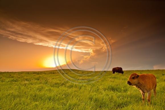 Bison calf at sunset