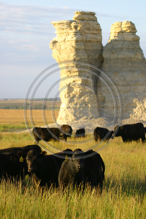 Summer Cattle, Castle Rock, Gove Co, KS