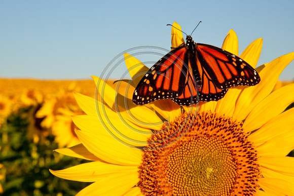Sunflower w/monarch, Brown Co, KS