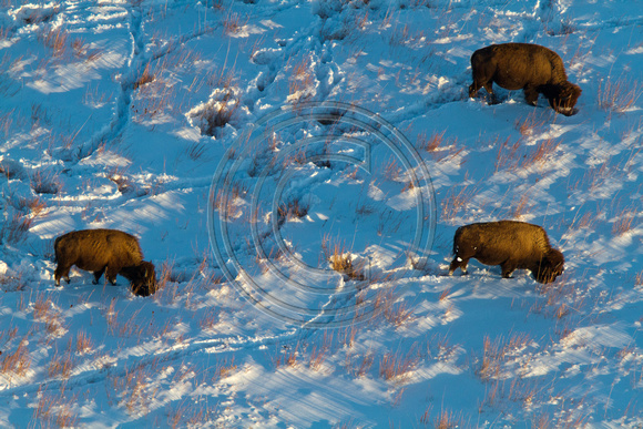 Bison, Winter, Maxwell Wildlife Area, McPherson Co, KS