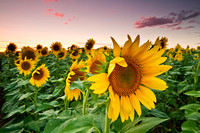 Sunflowers, Brown Co, KS