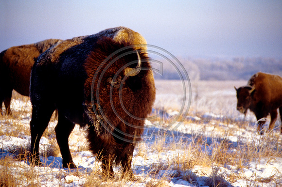 Winter Bison, Maxwell Wildlife Refuge, KS