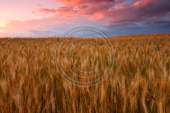 Ripe Wheat, Brown Co, KS