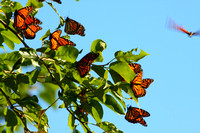 Monarch Butterfly Migration, Brown Co, KS