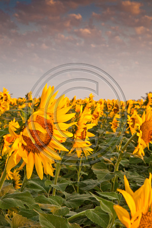 Sunflowers, Brown Co, KS