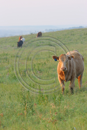 Summer Cattle, Chase Co, KS