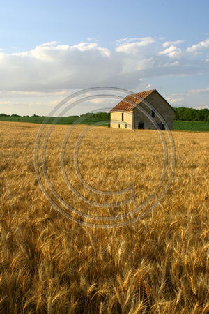Barn in wheat field, Washington Co, KS