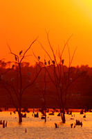 Egrets, Neosho Wetlands, St Paul, KS